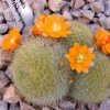 Rebutia_archibuiningiana